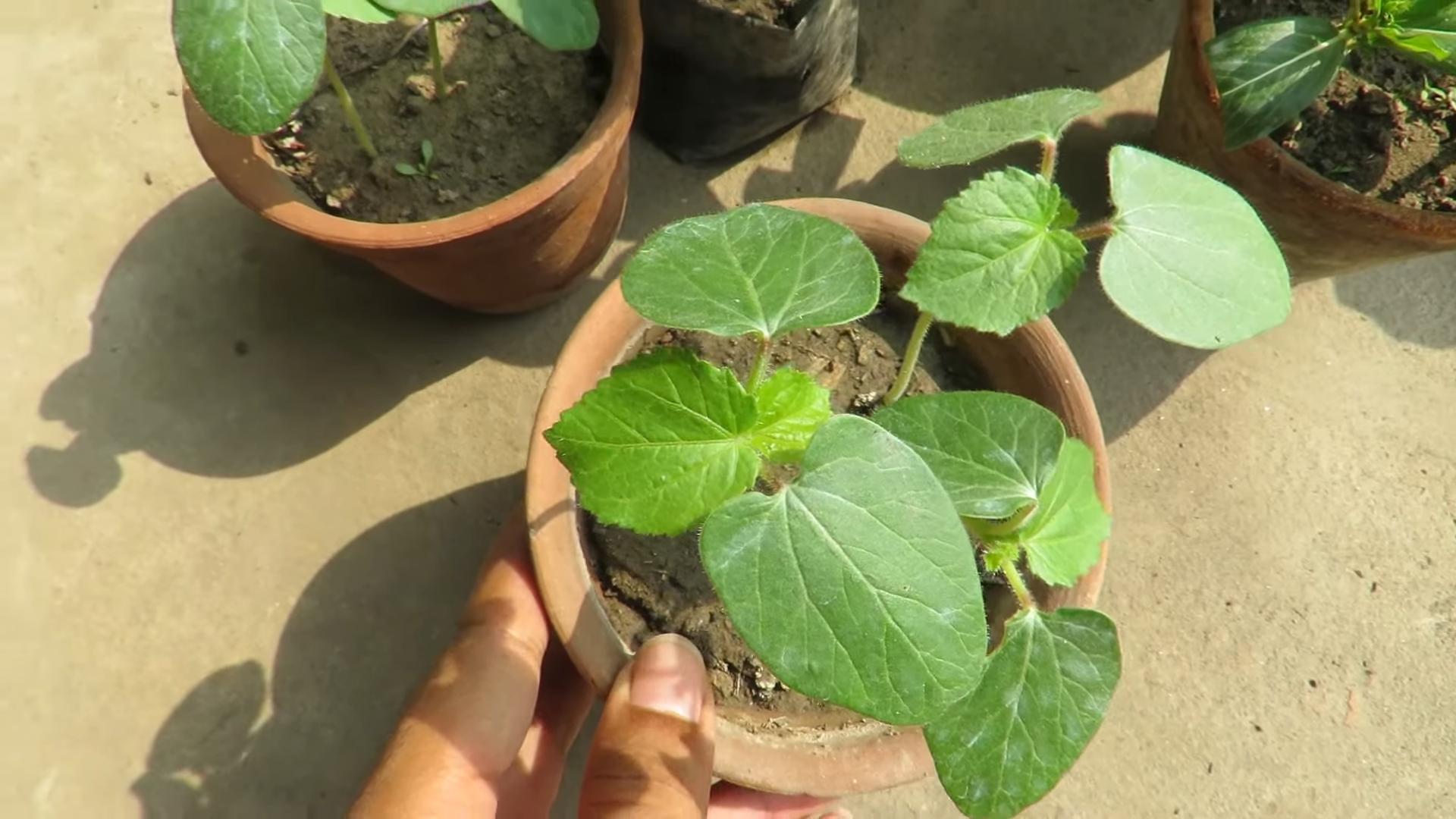 Harvesting Okra