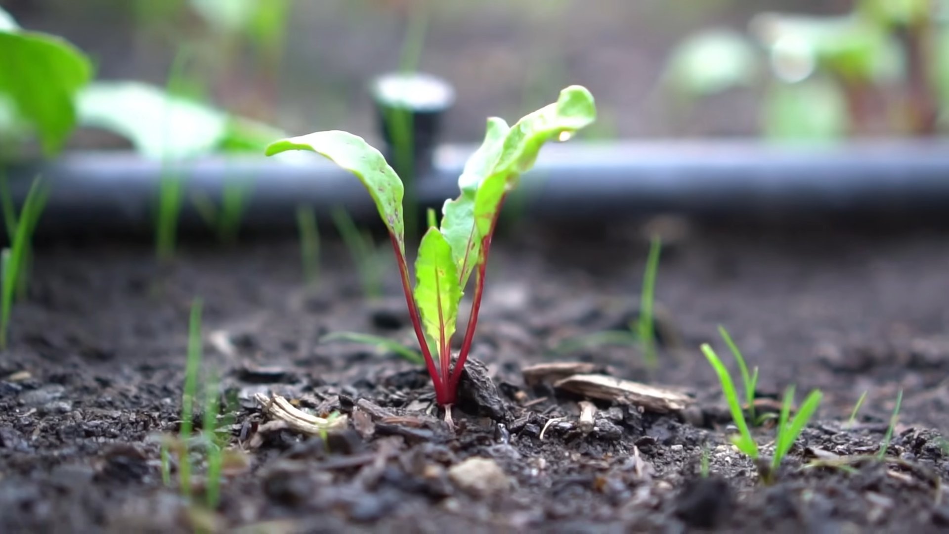 Harvesting Beets DIY